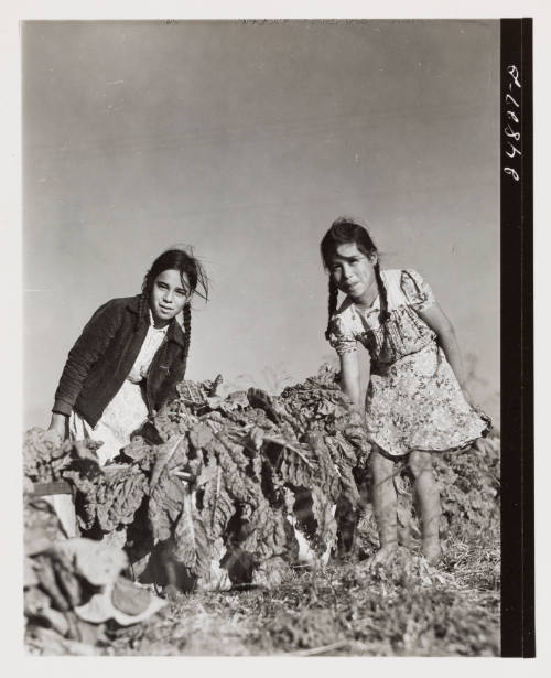 Harvesting spinach crop, community garden, FSA camp, Robstown, Texas