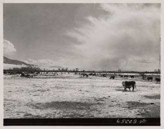 Cattle Winter Feeding (from "Beaverhead County, Montana" series)