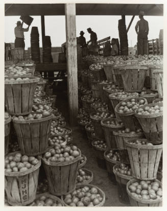 Five workers fill bushels of tomatoes in background with additional bushels stacked in foreground