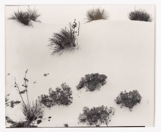 Black-and-white photograph of ice formation seen from above, with cracks forming organic shapes