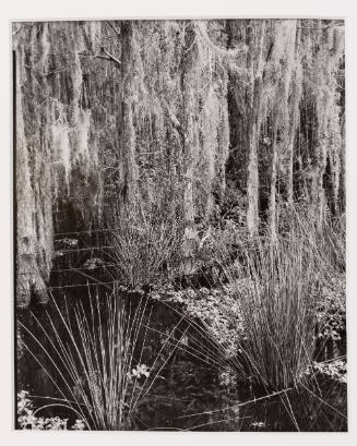 Untitled [cypress and moss, Florida]