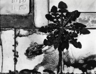 Black-and-white photo of a plant with leaves extending in all directions against a white brick wall