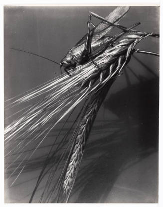 Closeup of a grasshopper on a shaft of wheat with cast shadows in the background