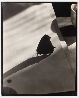 Black-and-white photo with dark moth at center perched on a light piece of paper