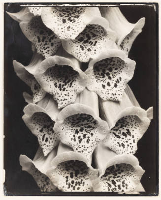 Black-and-white close-up photo of cluster of foxglove flowers with speckles inside