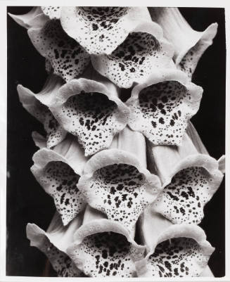 Black-and-white close-up photograph of a cluster of bell-shaped foxglove flowers