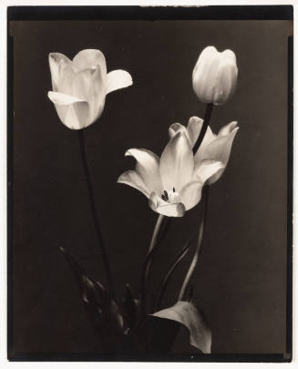 Four light-colored tulips of varying openness of blooms lit from above against a dark background
