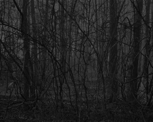 Grayscale photograph of wooded area with dense, overlapping bare trees