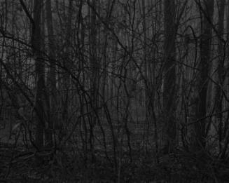 Grayscale photograph of wooded area with dense, overlapping bare trees