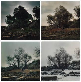 Four photographs of the artist sitting on a bench in the Summer, Fall, Winter, and Spring.