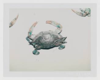 Polaroid of blue crab on light background with crab claws emerging from upper left and right borders