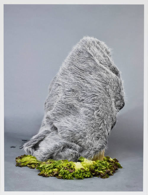 Unseen person covered in grey fake fur and a bed of lettuce against grey backdrop.