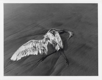 A large dead bird lies on sand with one wing extended to the left and head extended to the right