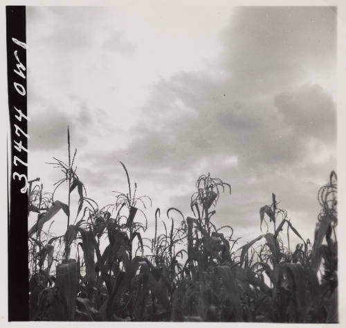 Landscape between Columbus and Cincinnati, Ohio