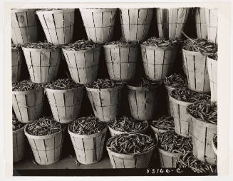 String beans waiting at the packing house, Seabrook Farm, Bridgeton, New Jersey