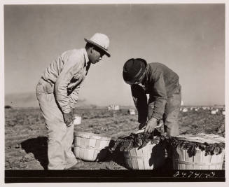 Crating spinach on a large irrigated farm, Robstown, Texas