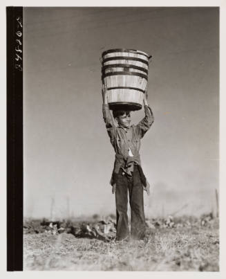 Harvesting spinach crop, community garden, Robstown, Texas