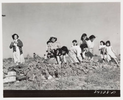 Harvesting spinach crop, community garden, FSA camp, Robstown, Texas