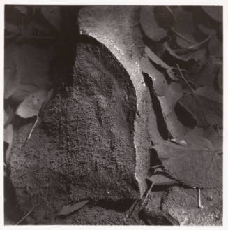 Close-up photo of leaves and rocks with geometric curves in many shades of black, white and gray