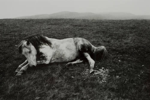 Photograph of shaggy bi-colored pony lying on patchy grass with rocks and hills in distance