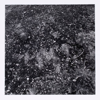 Black-and-white photograph looking downward at the ground where small plants grow among debris