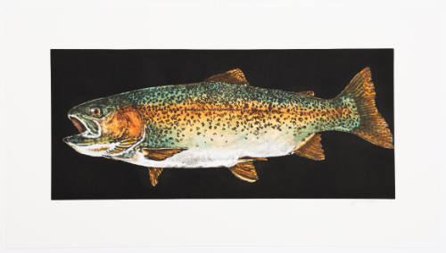 Rainbow Trout