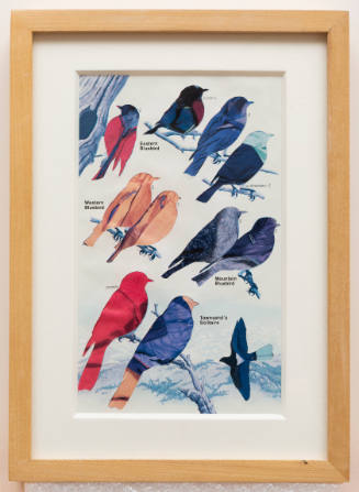 Collaged poster of bluebird species with close-up images of jacket material replacing bird feathers